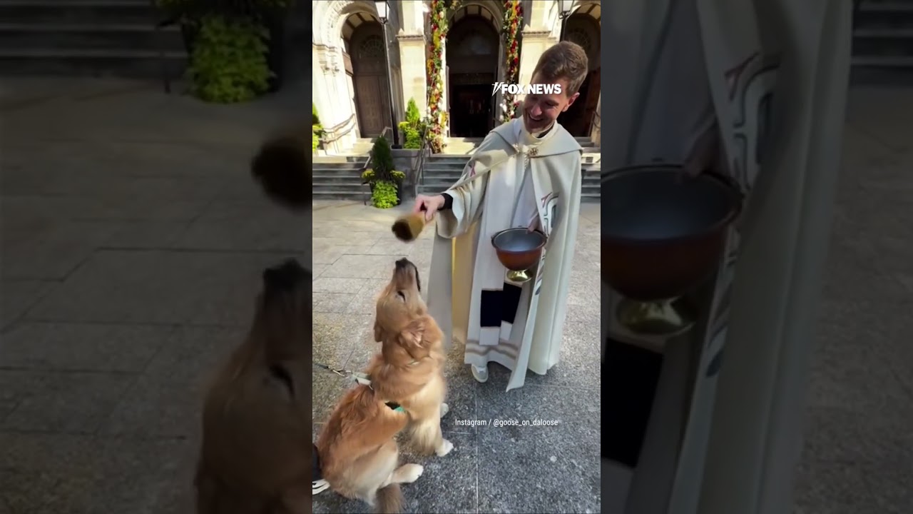 Golden retriever receives holy water blessing from priest #shorts