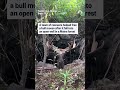 A team of rescuers helped free a bull moose after it fell into an open well in a Maine forest  - 00:20 min - News - Video