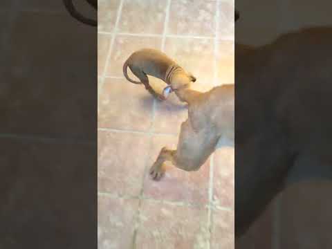 video Hungarian Vizsla Boy – October 2021