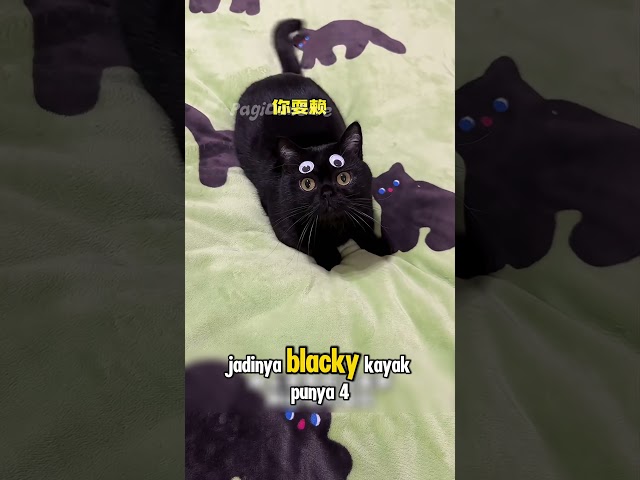 Blacky Punya Banyak Mata 😂 #shorts #kucing