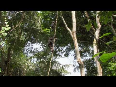 Bonobos'