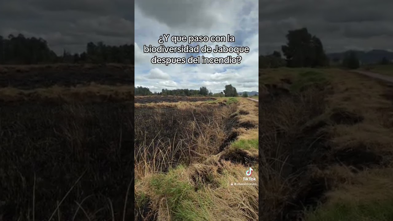 ¿Que paso con la biodiversidad después del incendio ocurrido en Jaboque?