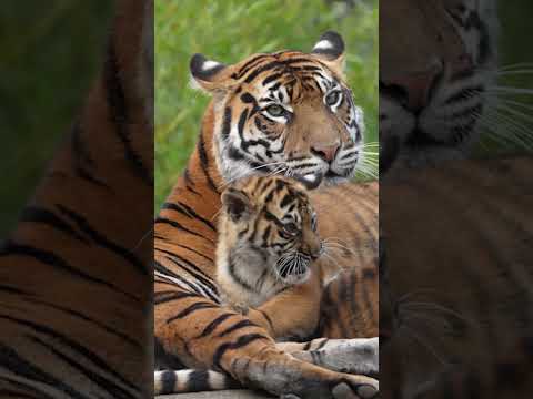 Upload mp3 to YouTube and audio cutter for Adorable Tiger Cubs Play with Mama Tiger! download from Youtube