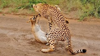 Buck Cries for Help from Cheetah