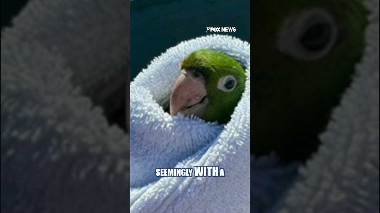 BIRD’S-EYE RESCUE: Wild parrot saved from balcony