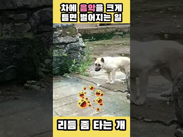 시골에서 차에 음악을 크게 틀면 벌어지는 일! 리듬좀 타는개! #애견영상 #강아지 #개 #시골강아지 #시골할머니 #시골개 #리듬 #박자 #천재견 #유머 #웃긴영상 #강아지일상