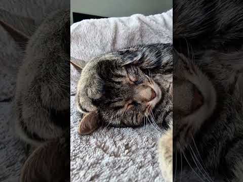 🌙 "Silence sleeps… except for one fuzzy snore." #tattoo #tom #tomvsjerry