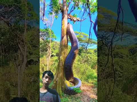 besar #anaconda #ularbesar #youtube #funny #reels #ytshorts