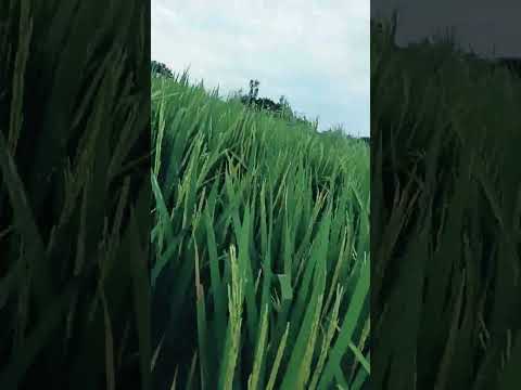 देसी किसान 🌾🌾