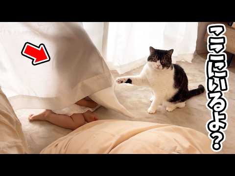 かくれんぼしている娘の場所を良かれと思って教えてくれる猫がこちら…w