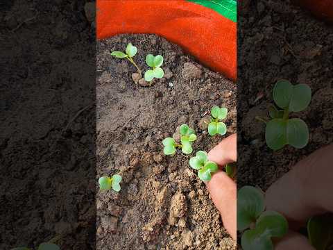मूली की पौध को शिफ्ट कैसे करें 🌱 #terracegarden #garden#ytshort #vegetables #kitchenhacks