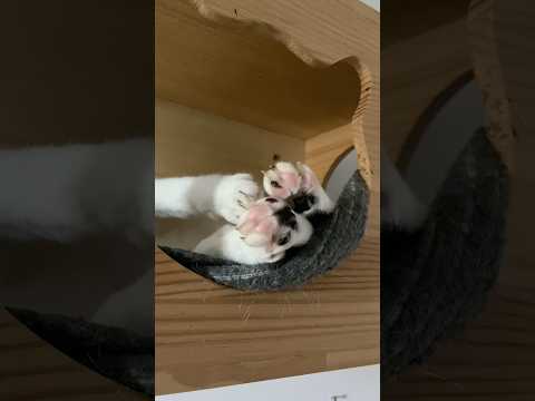 Cats day 27 Oct 2025 #cats #catlover #tombamlucky #fypsg #sgcats