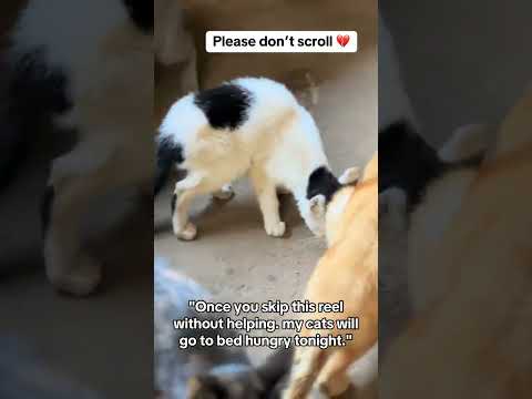 Donation link in bio #helpmeplease#catrescue #cat