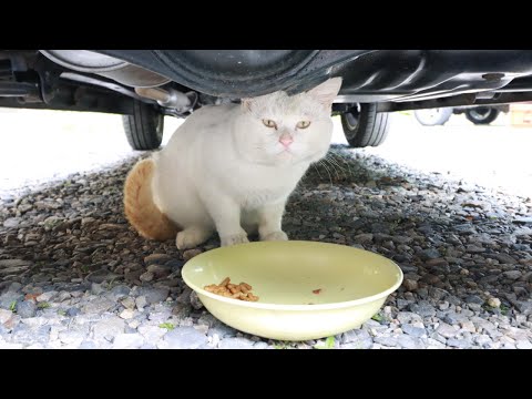 猫の動画サムネイル - 野良猫お食事　250605