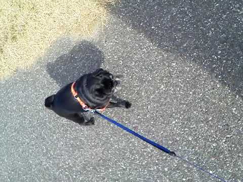 黒パグ小梅🐶お散歩する小梅🐾🐾