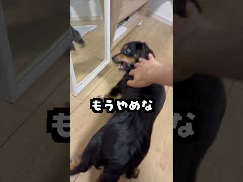 鏡に映る自分を他の犬だと勘違いする犬が辛すぎたwww