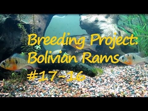 Breeding Project_ Bolivian Rams #17-16 Discovered my Bolivian Rams had a small group of wigglers in the 90g tank.  Since they were nicely t
