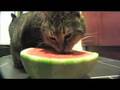 Watermelon Kitty