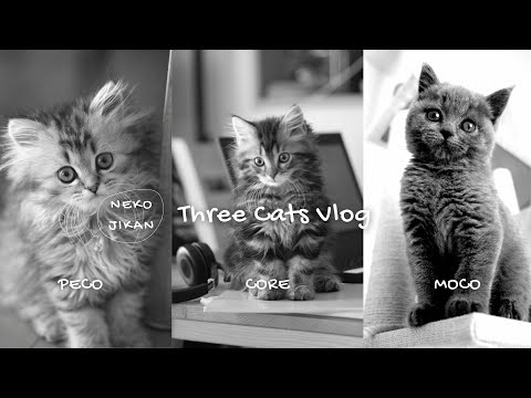 Three Cats, One Feast: A Frenzy of Feline Feasting! Filmed by nekojikan