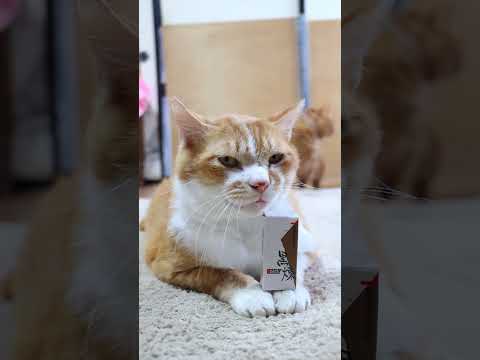 猫の動画サムネイル - 岩谷堂羊羹　黒煉　250627　#ねこ　#のせ猫　 #cat #ねこ #ネコ #猫のいる暮らし #cute　 #猫のいる生活　 #cutecat