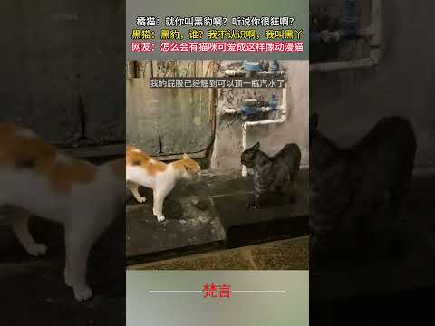 橘貓：就你叫黑豹啊？聽說你很瘋狂啊？ 黑貓：黑豹，誰？我不認識啊，我叫黑丫 #貓咪 #可愛 #意外 #有趣 #搞笑 #cat #cute #amazing #funny #laugh #shorts サムネイル