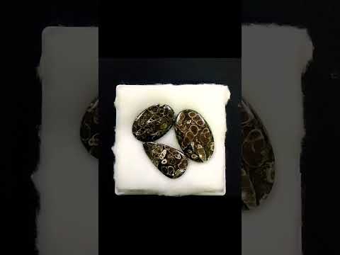 #Amazing Shell Fossil stones #natural