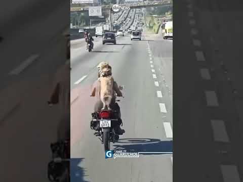 Homem é flagrado levando cachorro na garupa de moto em rodovia