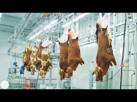 How 72 BILLION Pounds of GROUND BEEF is Produced in the US Every Year