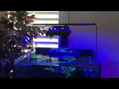 Waterbox marine 60.2 AI blade coral grow review ch This is the 2yr anniversary of the waterbox 60.2 !  A lot of love and care ! Thanks to everyone that