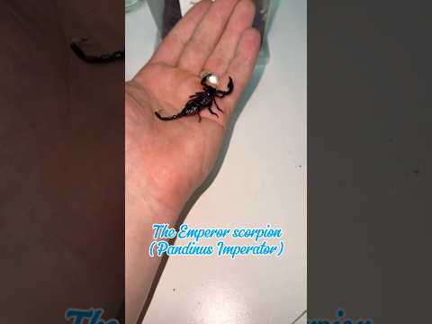 Always wanted one of these! 🦂 #scorpion #pets #emperor #animals #fyp #arachnid #short #uk #africa