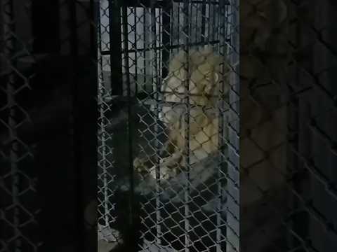 #viral #lion #Dr Abdulrehman treated lion ❤️❤️#shortvideo