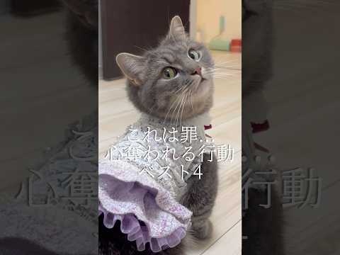 猫の動画サムネイル - 【猫】これは罪...心奪われる行動ベスト4 #shorts #猫 #マンチカン