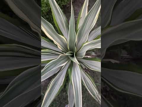 उमीद छोड़ दो 30 अक्तूबर 2025