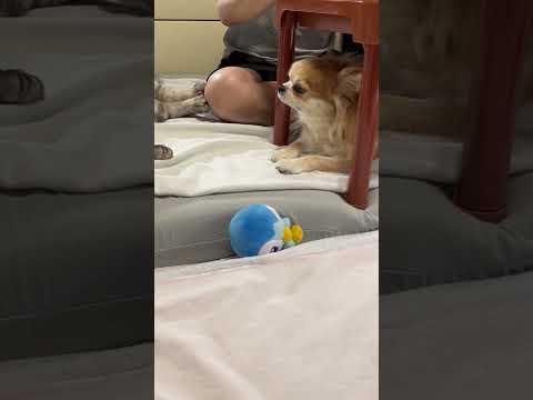 爺の仕事をサポートする犬猫#チワワ#保護猫#仕事を手伝う犬猫