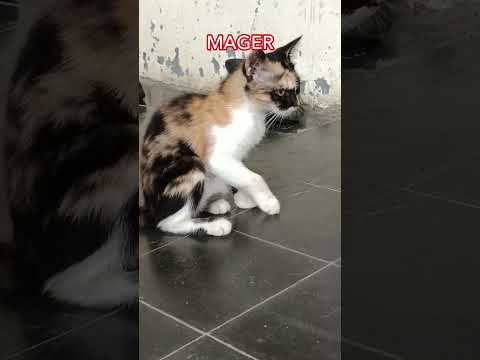 BELANG MAGER#cat #cats #catshorts #kucinglucu #kucing #catlovers