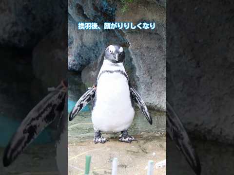 猫の動画サムネイル - 【ケープペンギン】換羽後のぽてとをご覧ください！【サンシャイン水族館】#shorts #水族館