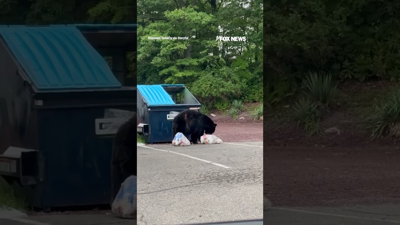 SEE IT: Dumpster diving bear makes off with empty trash bag #foxnews #news #shorts #animals