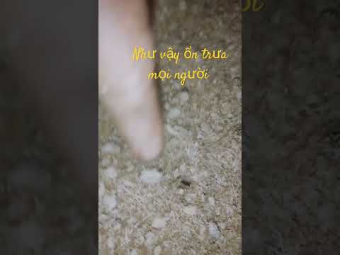 #nhộn cọ ngày thứ 3#đồ ăn ngon