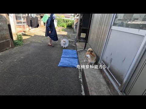 洗濯柴がよく乾く晴天の日には、場違いな雨合羽を着た不審者が目撃されておりますのでご注意ください サムネイル