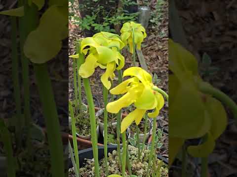 the wonderful carnivorous pitcher plants just gett 
