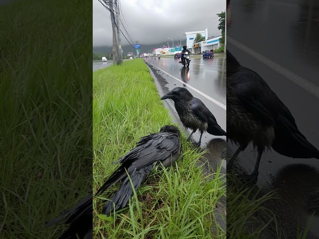 A crow's bond, deeper than we understand.