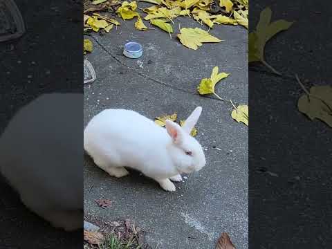 RABBIT