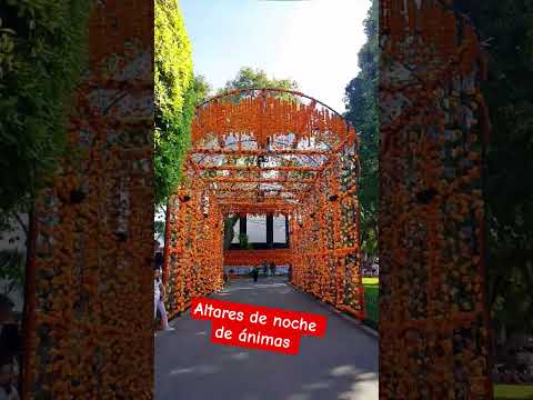 altares en la plaza de armas #centro #morelia