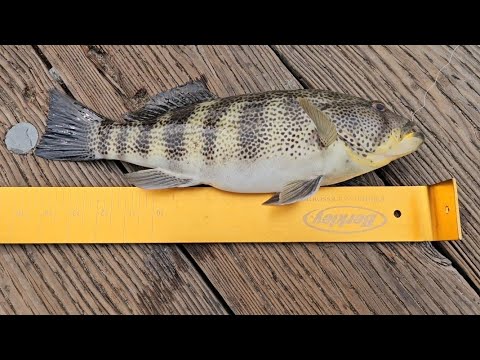 Scālz Fishing - Late Winter Spotted Bay Bass, Cor Late Winter Spotted Bay Bass Fishing in San Diego Bay can be very difficult. Sometimes you have to d