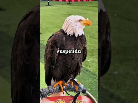pourquoi benfica fait-il volé des aigles avent chaque match important ?