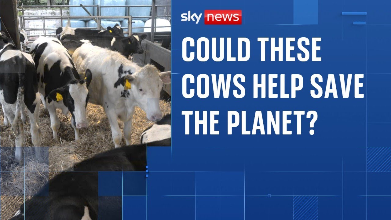 The cows being bred to burp out less methane to reduce global warming