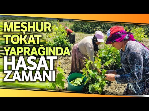 Tokat’ta Asma Bağ Yaprağı Hasadı Başladı