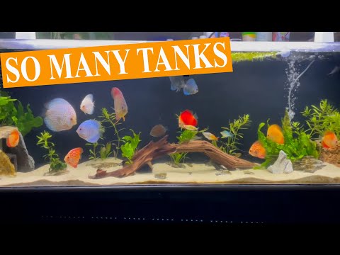 Fish Tank Contest Round 2 Winners Check out more entries at https_//fishtanks.wattleydiscus.com

Shop_ https_//wattleydiscus.com/
Inst