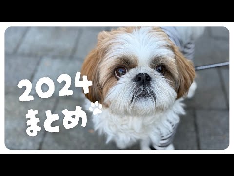 【シーズー】みんな！今年も見てくれてありがとう🐶💕2024年投稿動画サムネイル集！【犬Vlog】