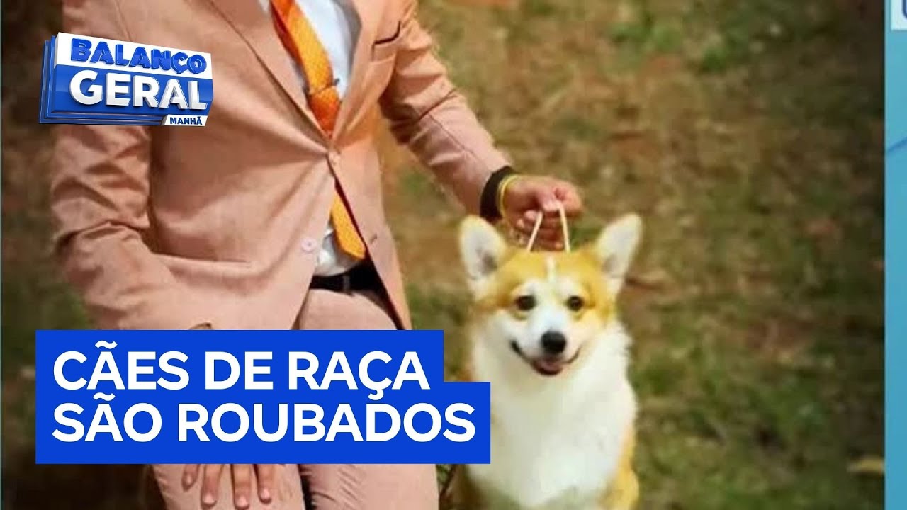 Cães que participariam de concurso em SC são roubados em São Paulo